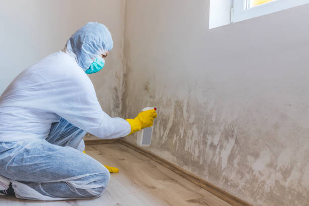 Licensed Mold Cleanup service in Ottsville, PA - WQB Mold Removal