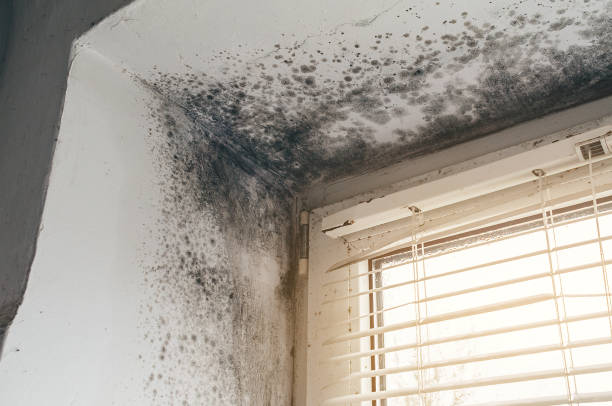 Affordable Mold Cleanup solutions in Ottsville, PA