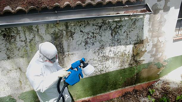 Top rated local Mold Cleanup specialists in Ottsville, PA